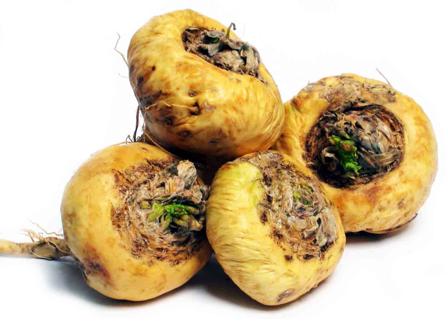 MACA